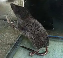 カワネズミ