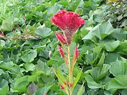 ケイトウ Celosia argentea