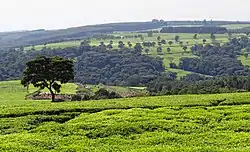 ケニア高地のケリチョ近郊の茶農園