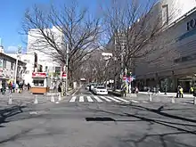 ケヤキ並木は参道