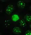 Protein Ki-67 in human MCF-7 cells.