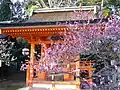 摂社の地主神社に咲く紅梅と白梅