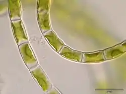 Klebsormidium elegans