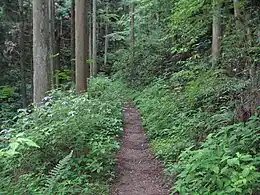 高野山町石道玉川峡県立自然公園（高野山町石道）