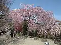 枝垂桜