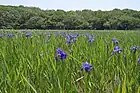 小堤西池のカキツバタ群落（国指定天然記念物）。（2016年（平成28年）5月）