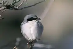 アメリカオオモズ