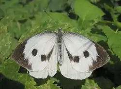 オオモンシロチョウ(Pieris brassicae)