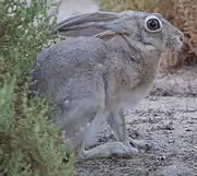 Lepus capensis arabicus：アラブ首長国連邦、アブダビの Watba Camel Race Track にて