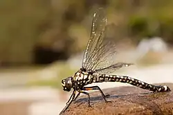 Austroaeschna tasmanica