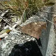 テングチョウ（Libythea celtis）