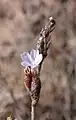 Limonium galilaeum