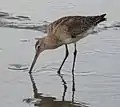 L. limosa melanuroidesオグロシギ