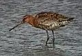 L. limosa limosa