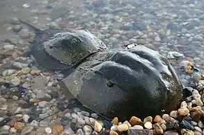 アメリカカブトガニの雌雄