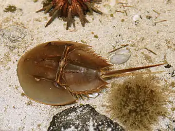 アメリカカブトガニ Limulus polyphemus