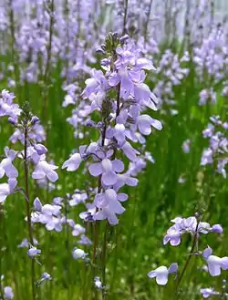 仮面状花冠（マツバウンラン）