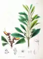 シリブカガシLithocarpus glaber