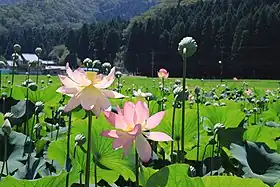 花はす公園