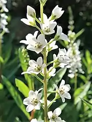 花は花序に一様につく。花柄の基部に線状の苞葉がある。