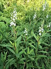 葉は互生し、披針形。花序は直立する。