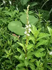 ヌマトラノオ。ヌマトラノオの隣に葉が広いイヌヌマトラノオがある。左奥に花序をつけたものがある。湿地、8月。