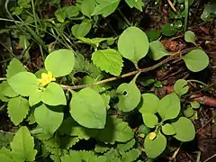 茎と葉柄に軟毛が生え、葉は葉柄をもって対生する。