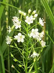 枝先に総状花序をつけ、白色の多数の花をやや密につけ、下側から咲きだす。花序軸から出る花柄の基部に線形の苞がある。花冠裂片の先は円い。