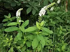 イヌヌマトラノオ。花序はやや傾き、花は花序に一様につく。ヌマトラノオと同所、同時期。葉はオカトラノオに似てヌマトラノオより広い。湿地、8月。