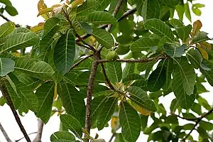 変種小名 latifolia〈葉の広い〉の通り楕円-長卵形の葉。