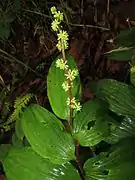 雌株。やや狭い円錐花序となる。福島県西吾妻山