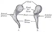 ヒトのツチ骨
* Head：ツチ骨頭
* Neck：ツチ骨頚
* Lateral process：外側突起
* Anterior process：前突起
* Manubrium：ツチ骨柄