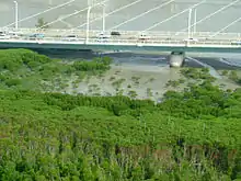 沖縄本島・漫湖のマングローブ林