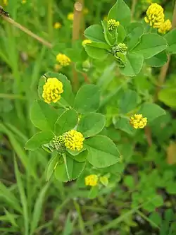 Medicago lupulina