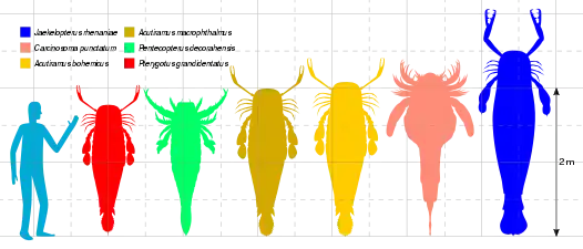 最大級ウミサソリの6種とヒトのサイズ比較図。左からプテリゴトゥス（Pterygotus grandidentatus）、ペンテコプテルス （Pentecopterus decorahensis）,アキュティラムス2種（Acutiramus macrophthalmus と Acutiramus bohemicus） カルシノソマ（Carcinosoma punctatum）、およびイェーケロプテルス（Jaekelopterus rhenaniae）。