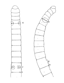 Mesenchytraeus solifugus