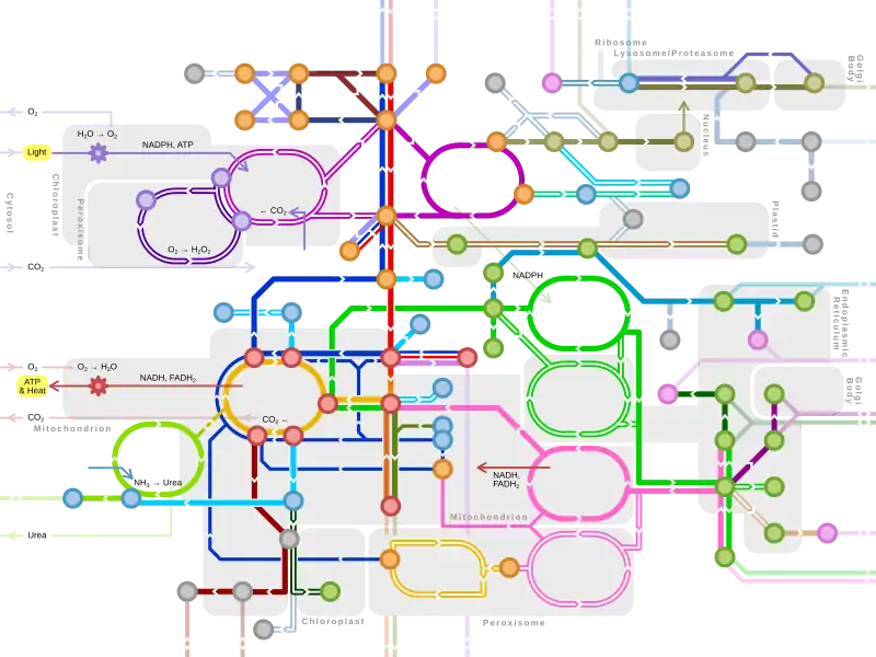 主要代謝経路の地下鉄路線図風の地図