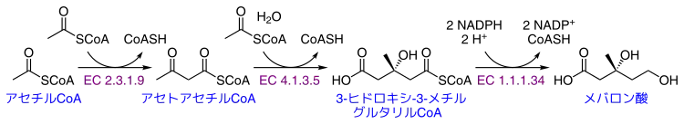 メバロン酸の生成経路