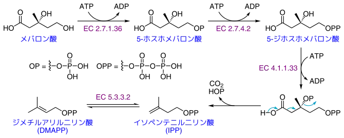 イソペンテニル二リン酸とジメチルアリル二リン酸の生合成