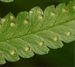 コップ状の包膜フモトシダ（フモトシダ属）