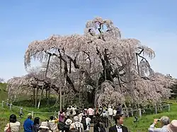 三春町のシダレザクラ（福島県三春町）