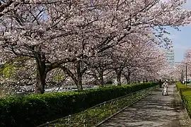 桜並木道