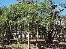 三島神社のキンモクセイ