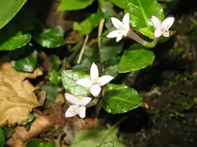 花柱が長く突き出るもの。