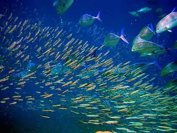 モルディブの海。インド太平洋は海水魚が最も繁栄する海となっており、およそ3,000種類の沿岸魚が分布する