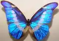 ヘレナモルフォ（Morpho helena）