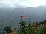 ムランジェ山内の植物