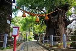 山王神社大クス