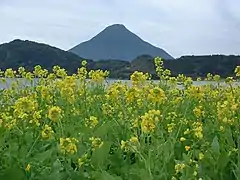 菜の花と潮騒、開聞岳を望むみち