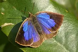 Arhopala japonica